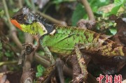 泰兴云南南滚河保护区首次发现红唇棘蜥