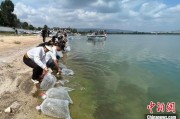 泰兴云南江川举行增殖放流活动 逾54万尾鱼游入星云湖
